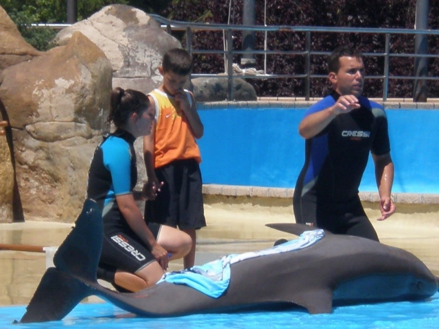 Explicando las caracteristicas de los delfines